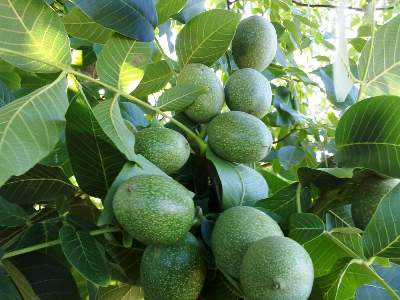 FRANQUETTE CEVİZ FİDANI